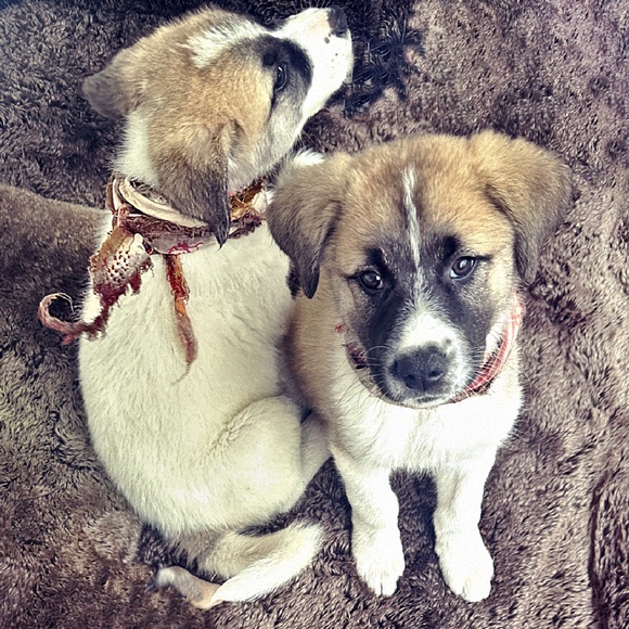 1 LEFT // scrap bandanas - Picture 7 of 16